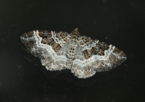 Epirrhoe alternata
